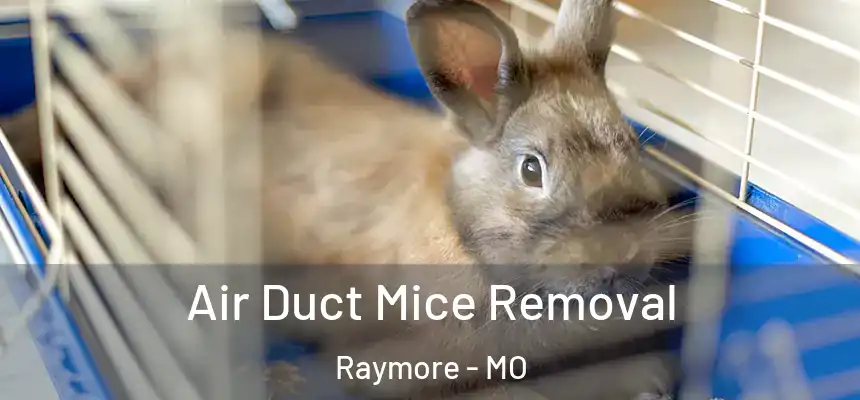 Air Duct Mice Removal Raymore - MO